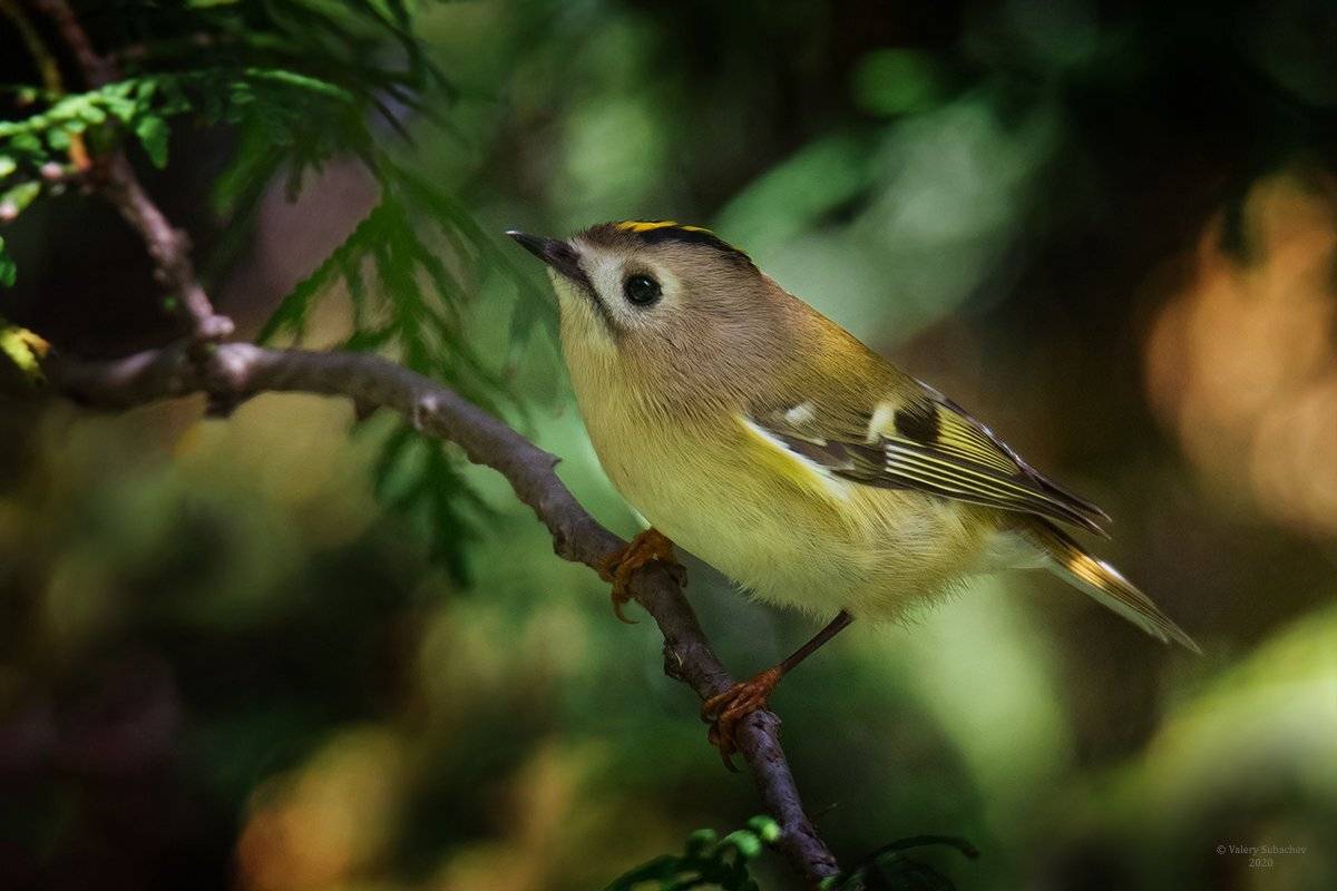 , Валерий Субачев