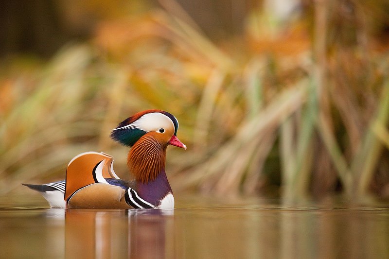 Mandarin duck фото превью