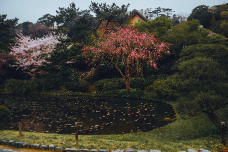 Japanese Garden фото превью