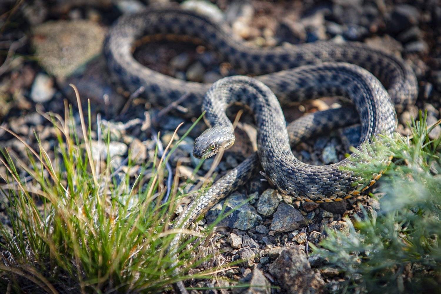 гадюка., петр чиков