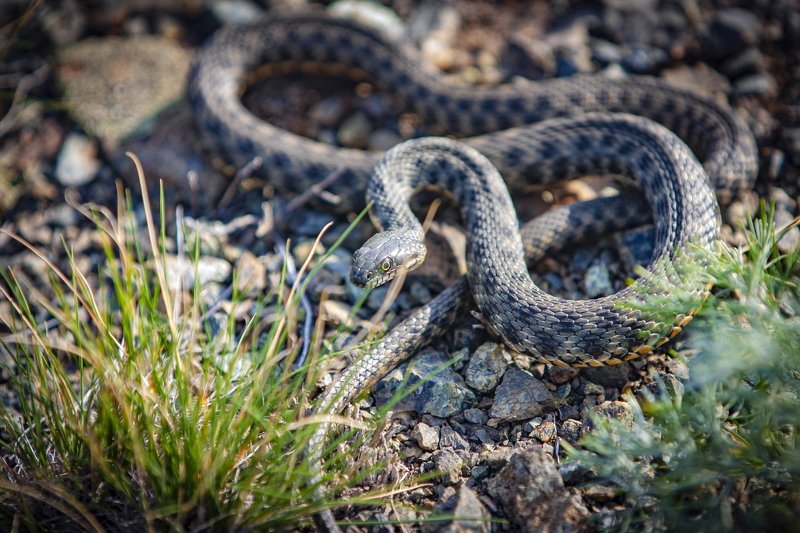 гадюка. ГАДЮКА. фото превью