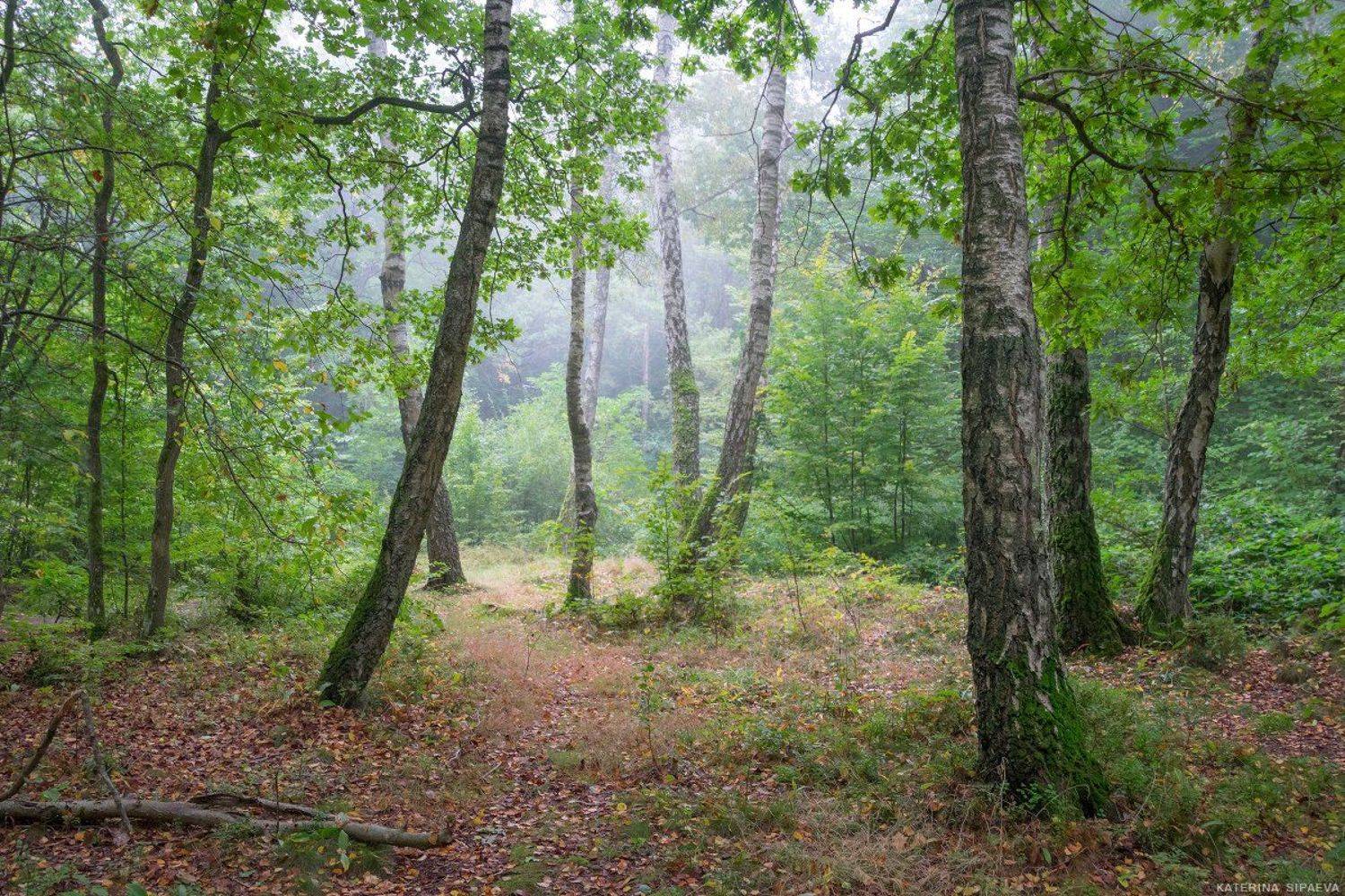 природа, осень, пейзаж, лес, Сипаева Катерина