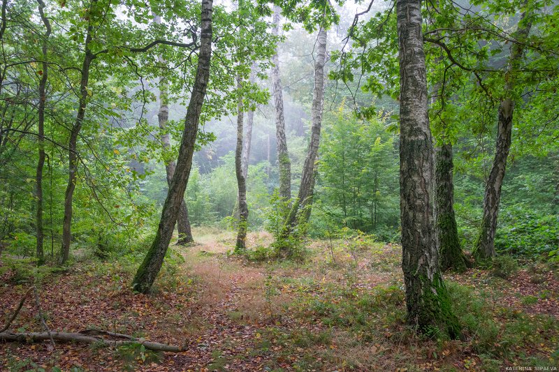 природа, осень, пейзаж, лес Первые осенние туманы фото превью
