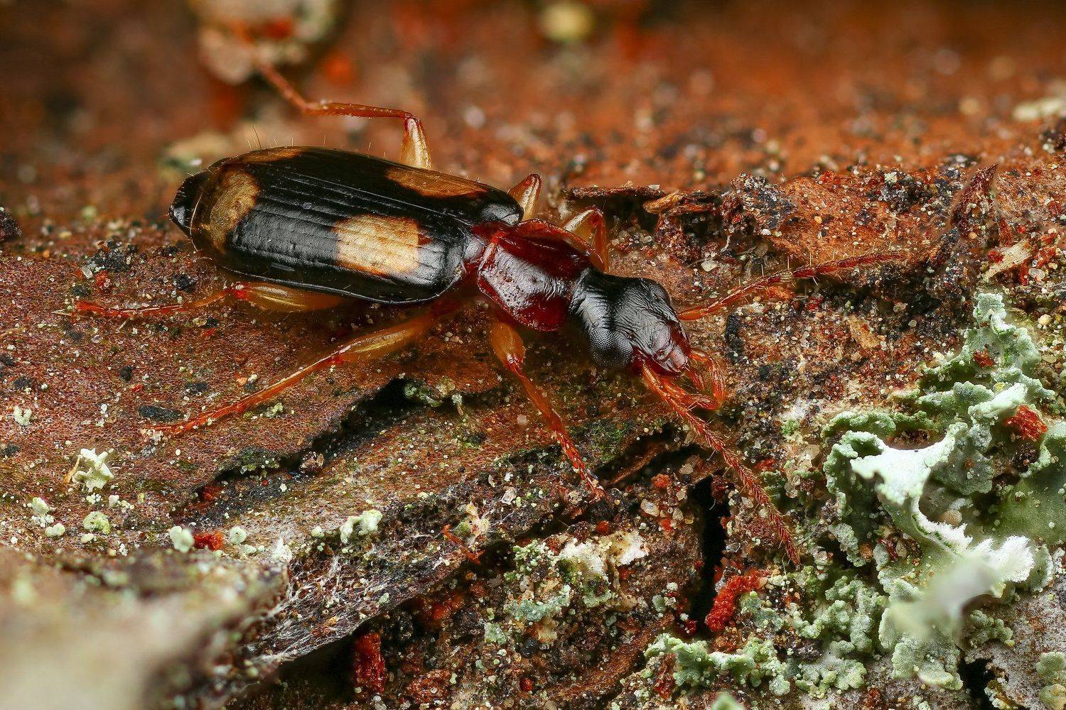 макро,природа,насекомое,животное,жук,цвет,коричневый, Андрей Шаповалов