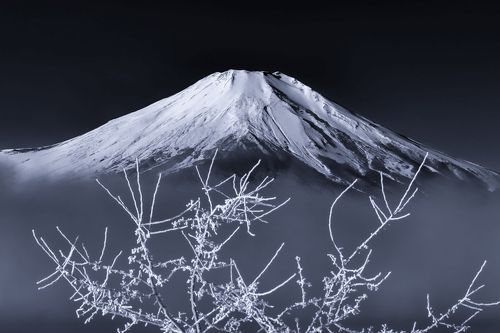 White tree branch