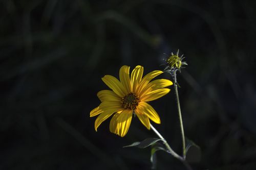 autumn garden landscape with yellow flowers