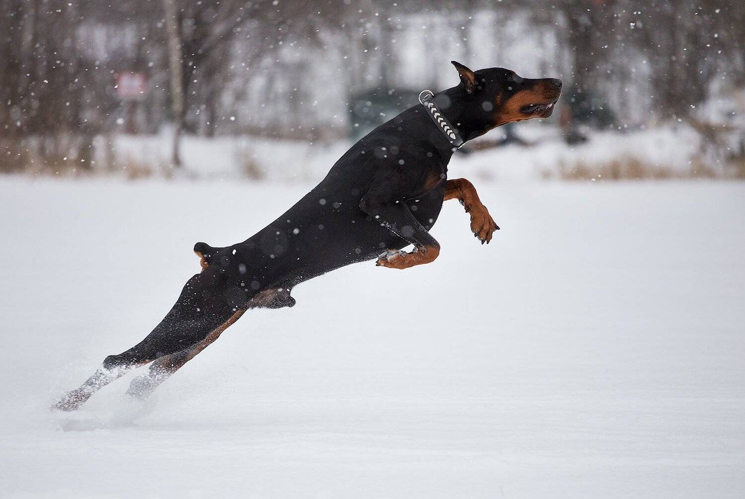 собака, доберман, Юлия Болдинова