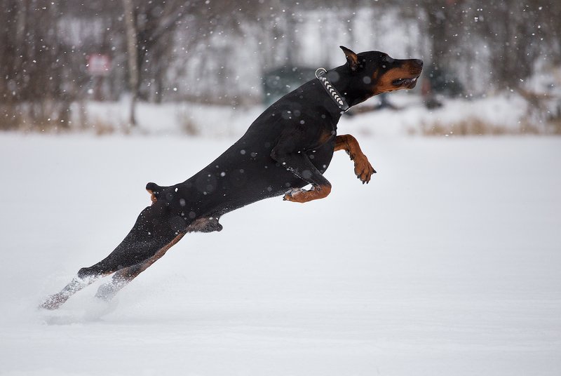 собака, доберман  фото превью