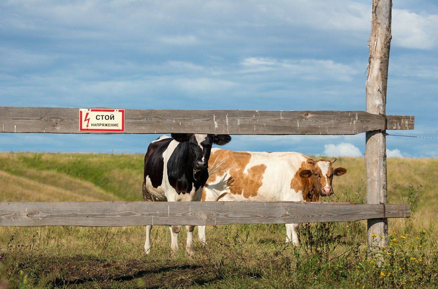 , Владислав Никишин