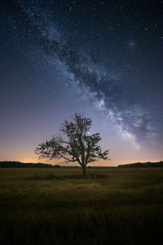 lone tree