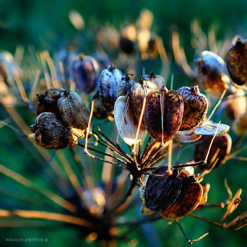 макро, николай дмитрук