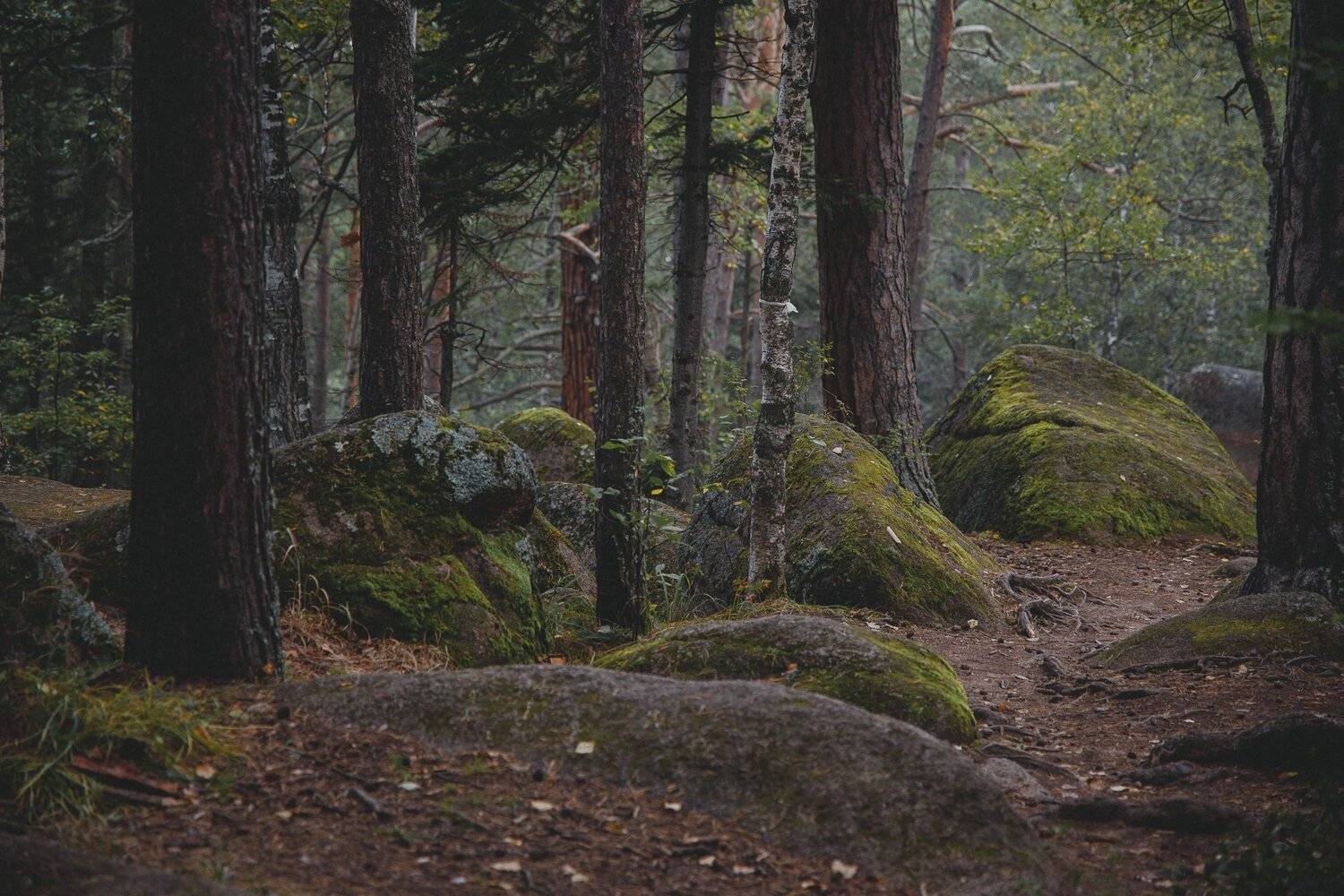 столбы, красноярские, пейзаж, красиво, лето, туман, заповедник, август, хайкинг, тревел, туризм, Александр Нерозя