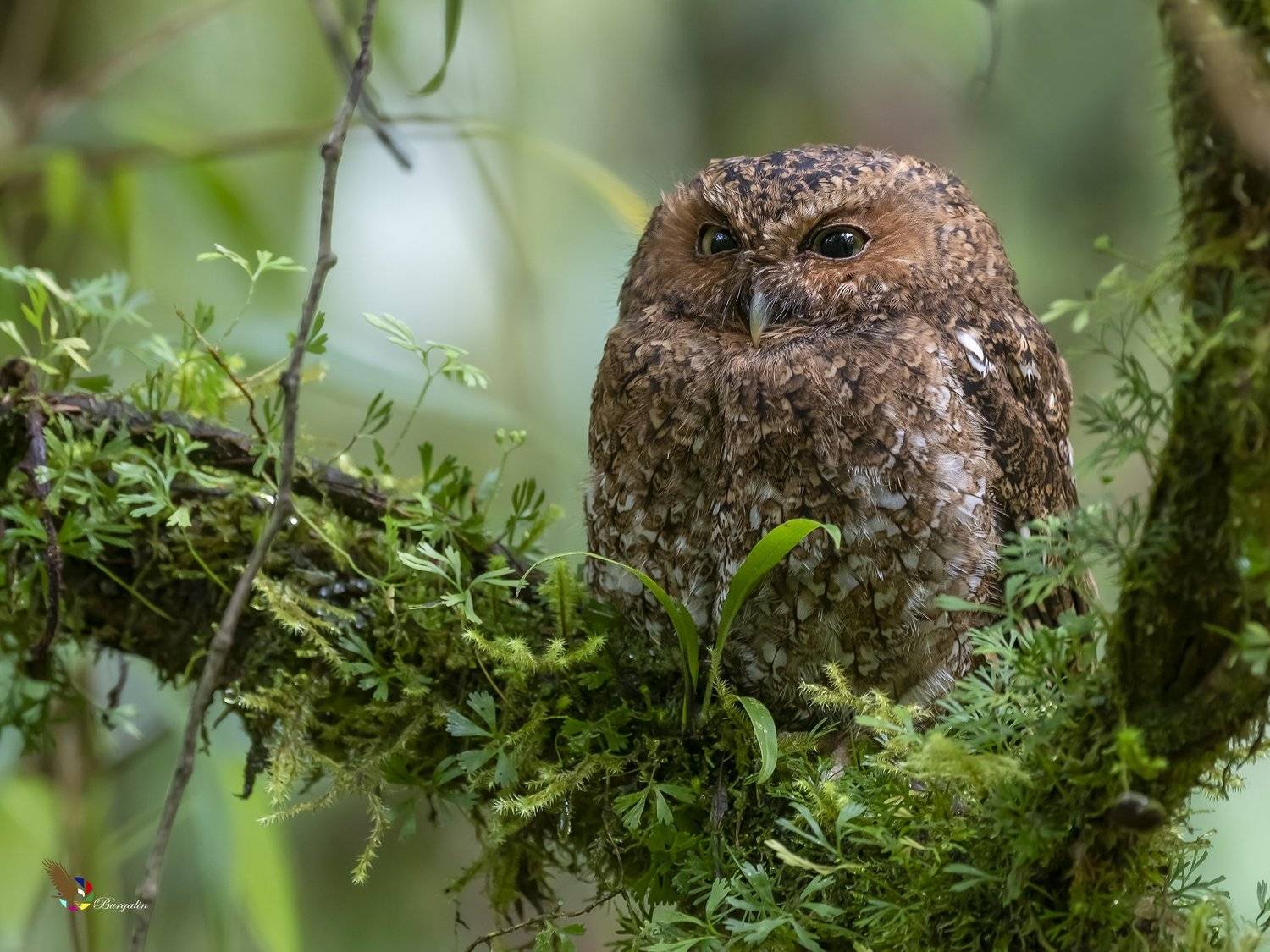 , Fernando Burgalin Sequeira