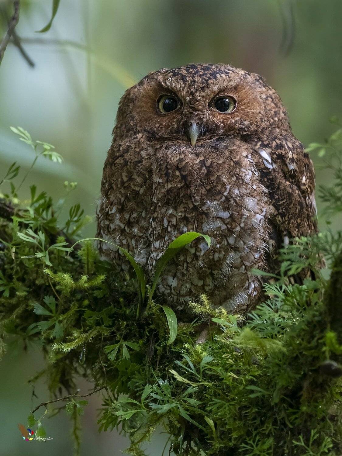 , Fernando Burgalin Sequeira