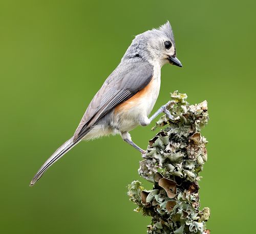 Tufted Titmouse -Острохохлая синица