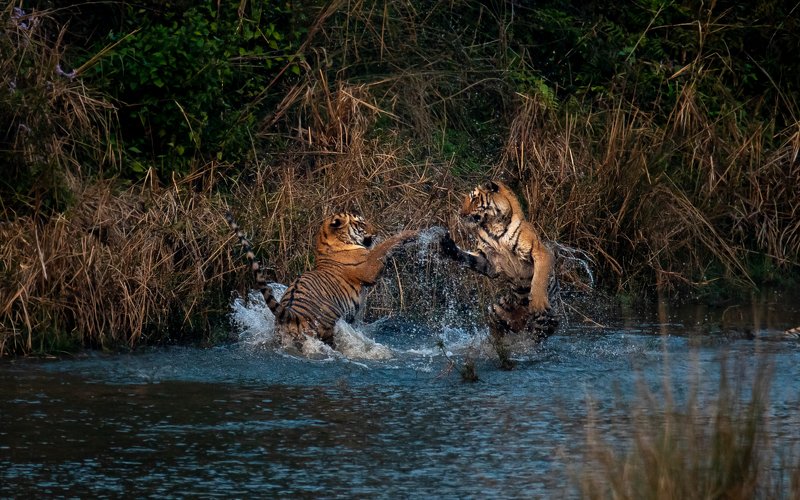 tiger tigers tigress subadult cubs juvenile corbett india playing fighting playfight Tigers Dance too фото превью