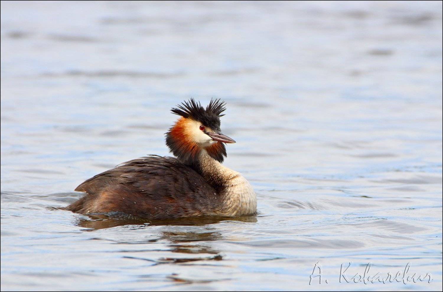 , Ковалевич А.
