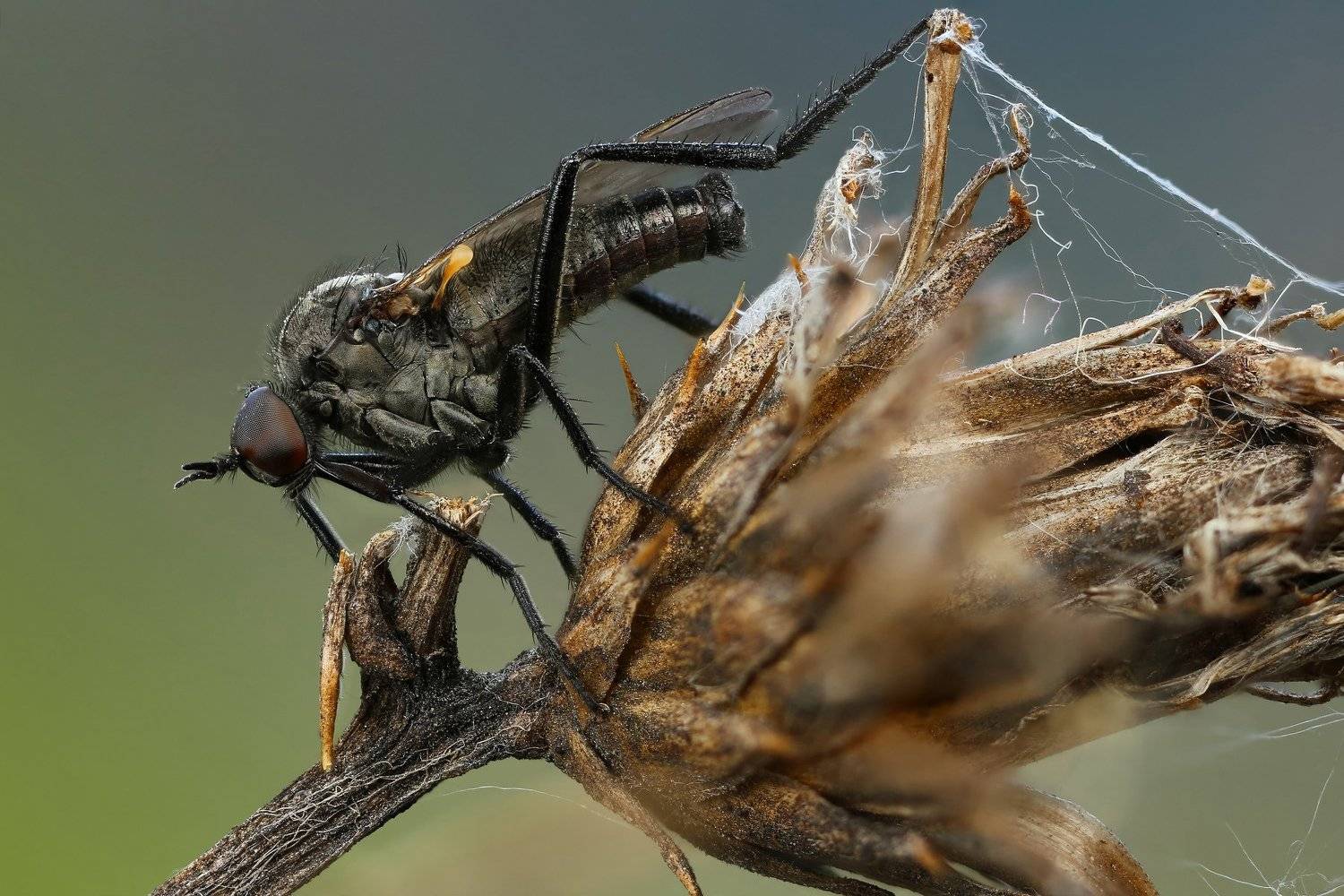 макро,природа,насекомое,животное,муха,растение,трава,цвет,зеленый,черный, Андрей Шаповалов