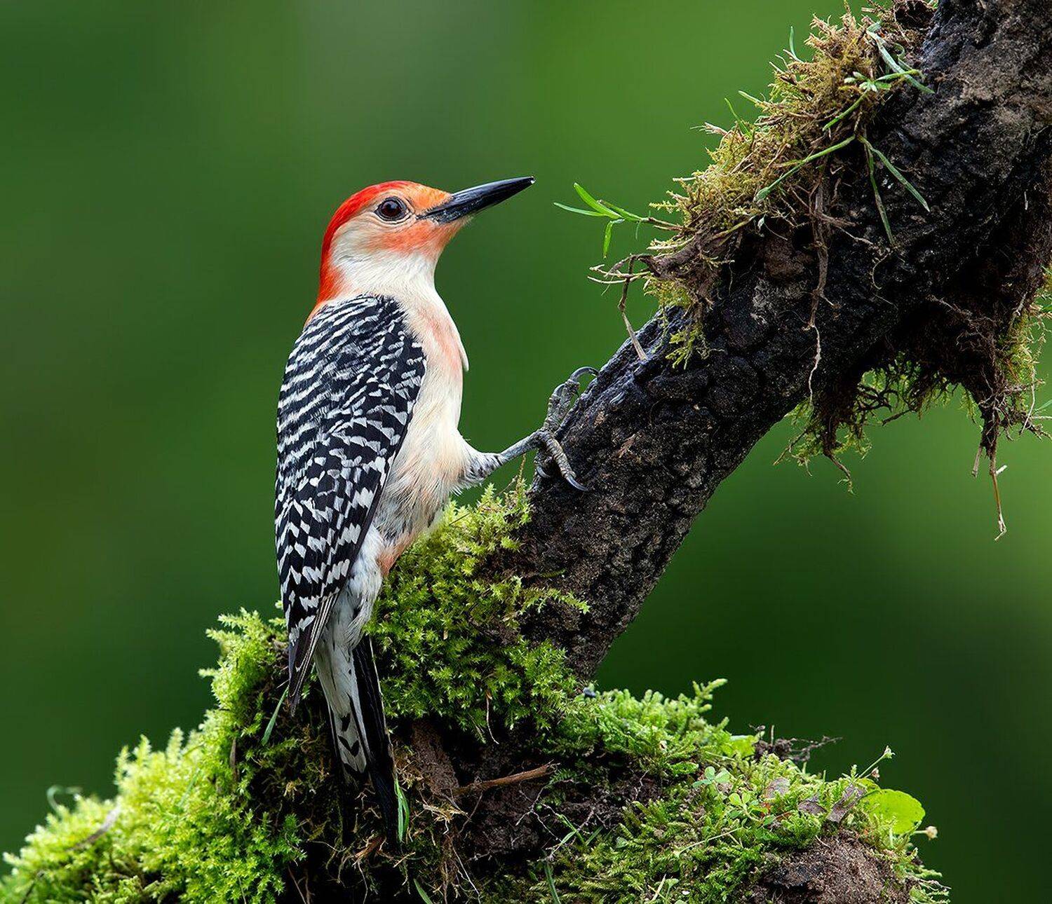 дятел, каролинский меланерпес, red-bellied woodpecker, woodpecker, Elizabeth Etkind