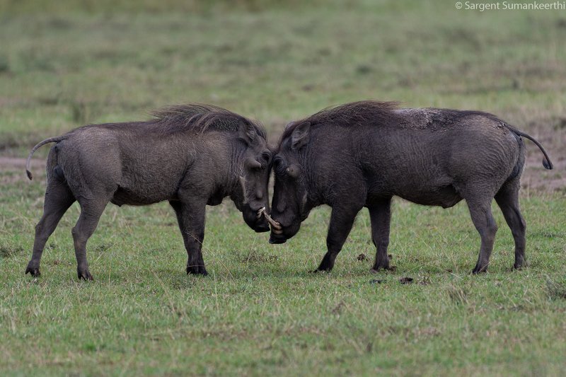 Intimacy фото превью