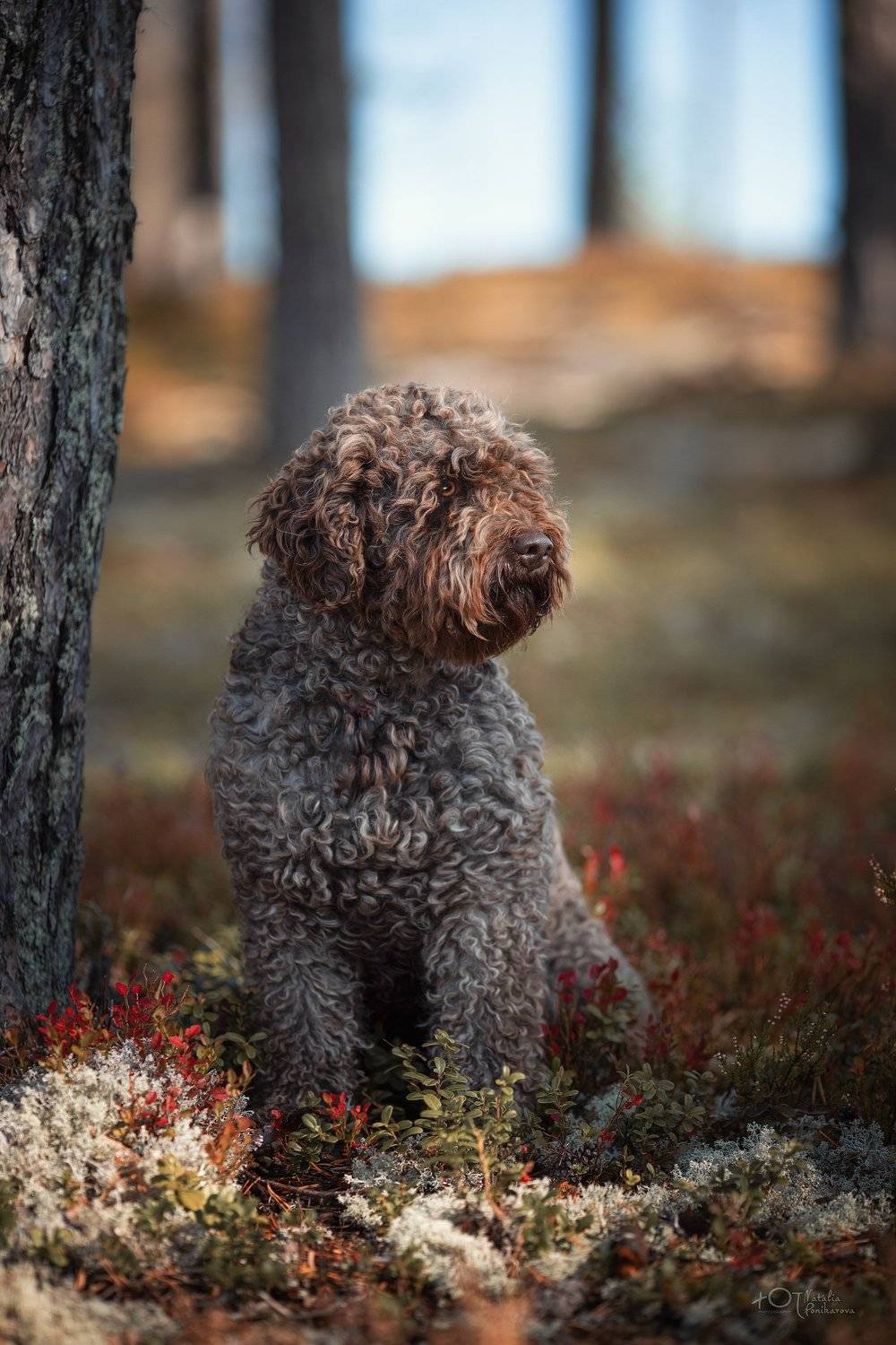 , Наталия Поникарова