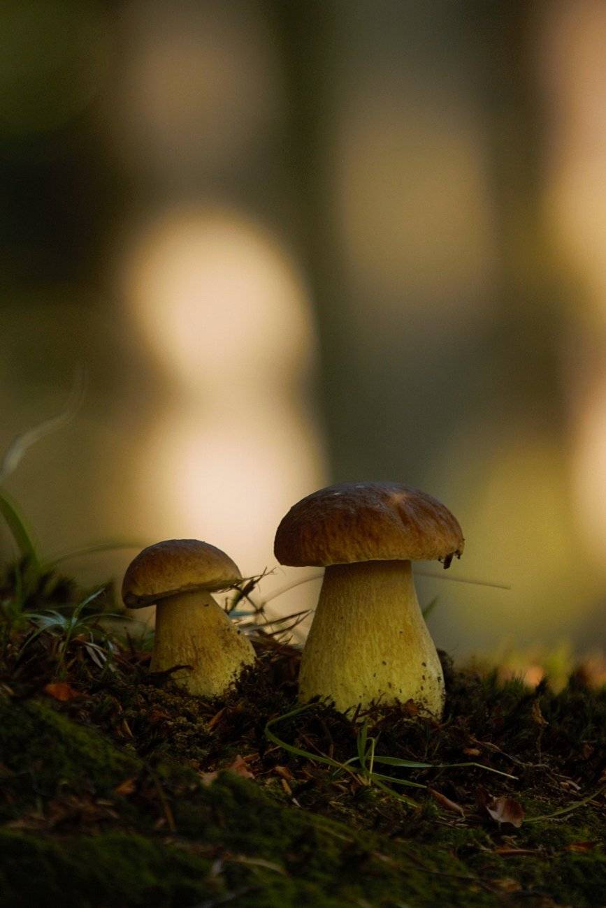 , Krzysztof Tomasiak