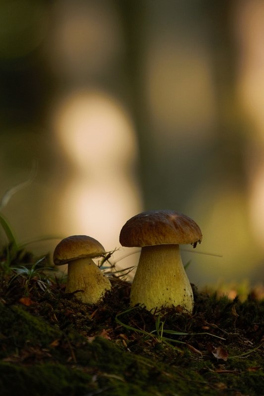 *** фото превью