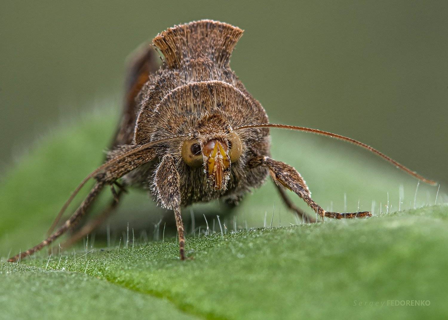 , Сергей Федоренко