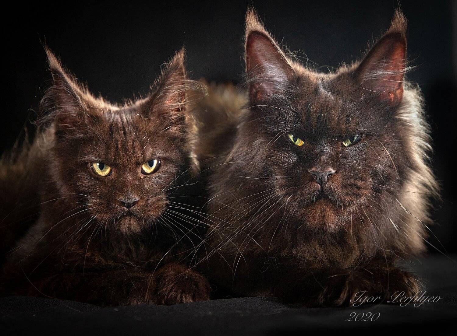 , игорь перфильев