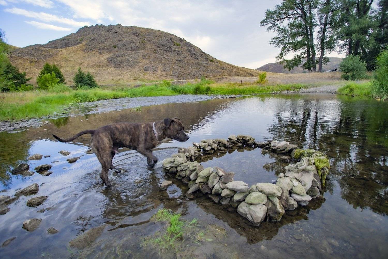 авто, поилка., петр чиков
