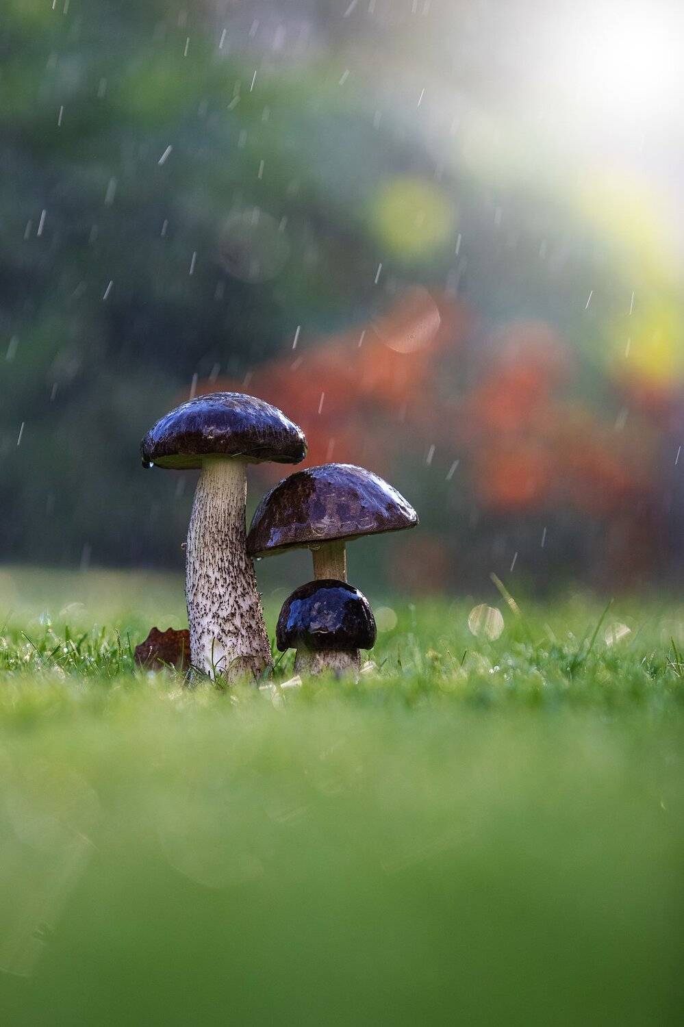 грибы, осень, подберезовик, грибалка, Александр Игнатьев