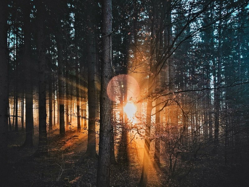 Башкирия, лес,  Солнце в лесу. фото превью