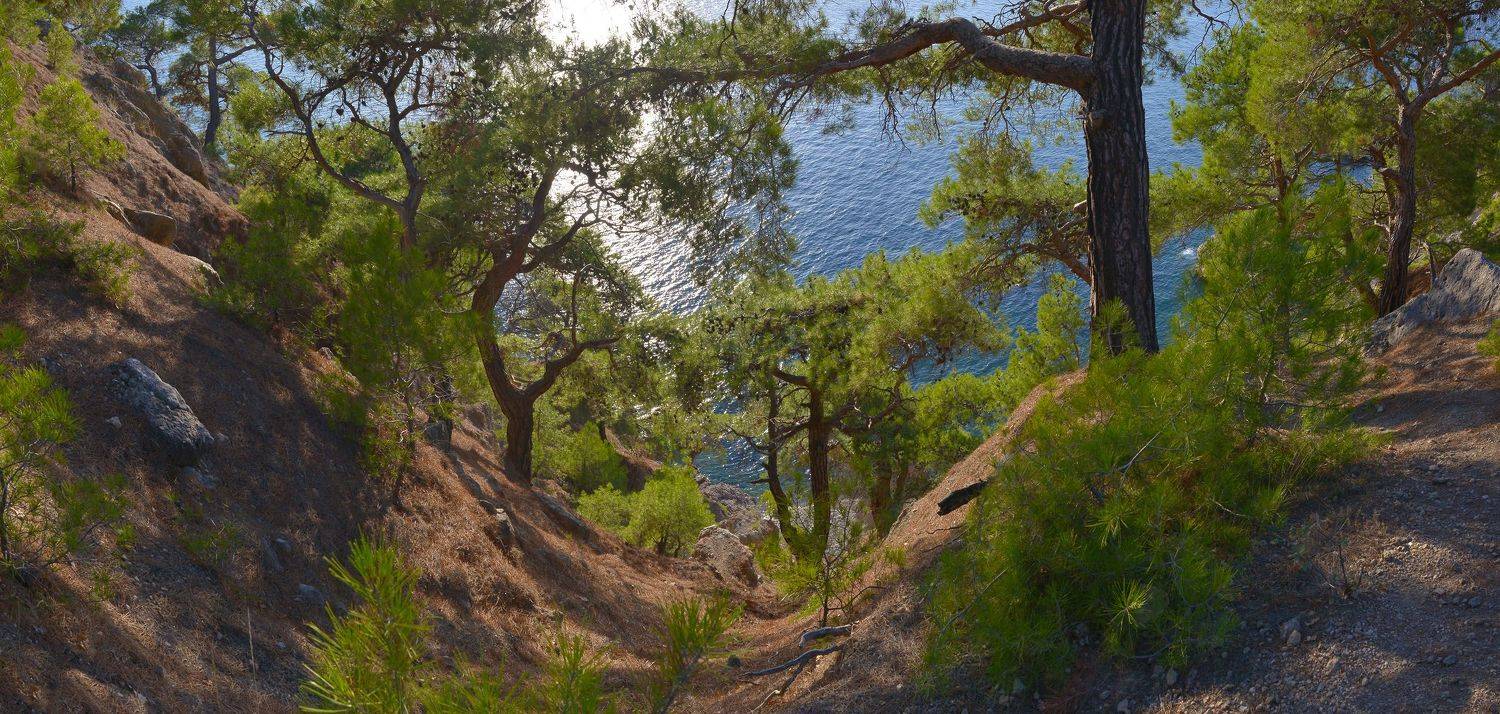 крым, мыс айя, сосны, море, Сергей Седов