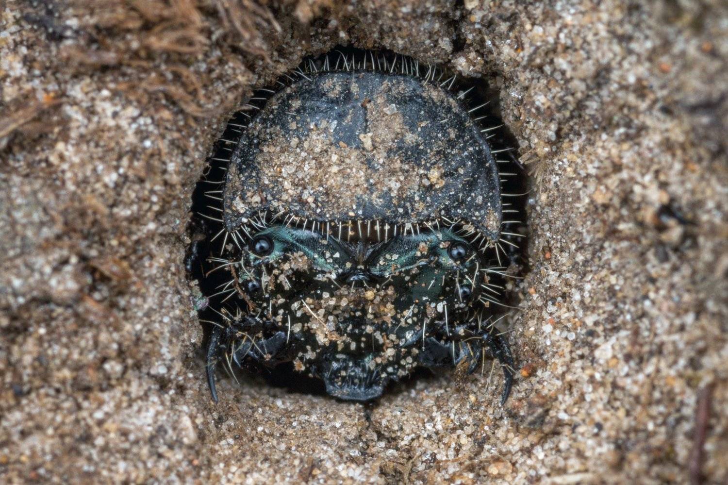 Cicindelinae, tiger beetle, Cicindela, beetle, larva, ground, sand, Pavlovsk Park, Russia, Saint Petersburg, burrow, head, pronotum, Владимир Нейморовец