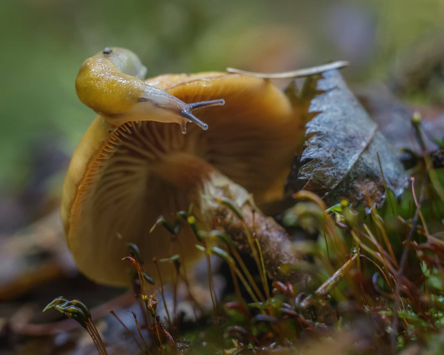 , Николай Андреев