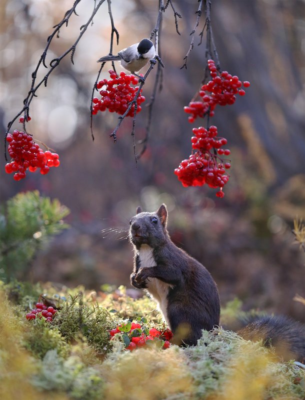 нерюнгри, белка, якутия, дикие_животные Вы, кажется, что-то сказали? фото превью