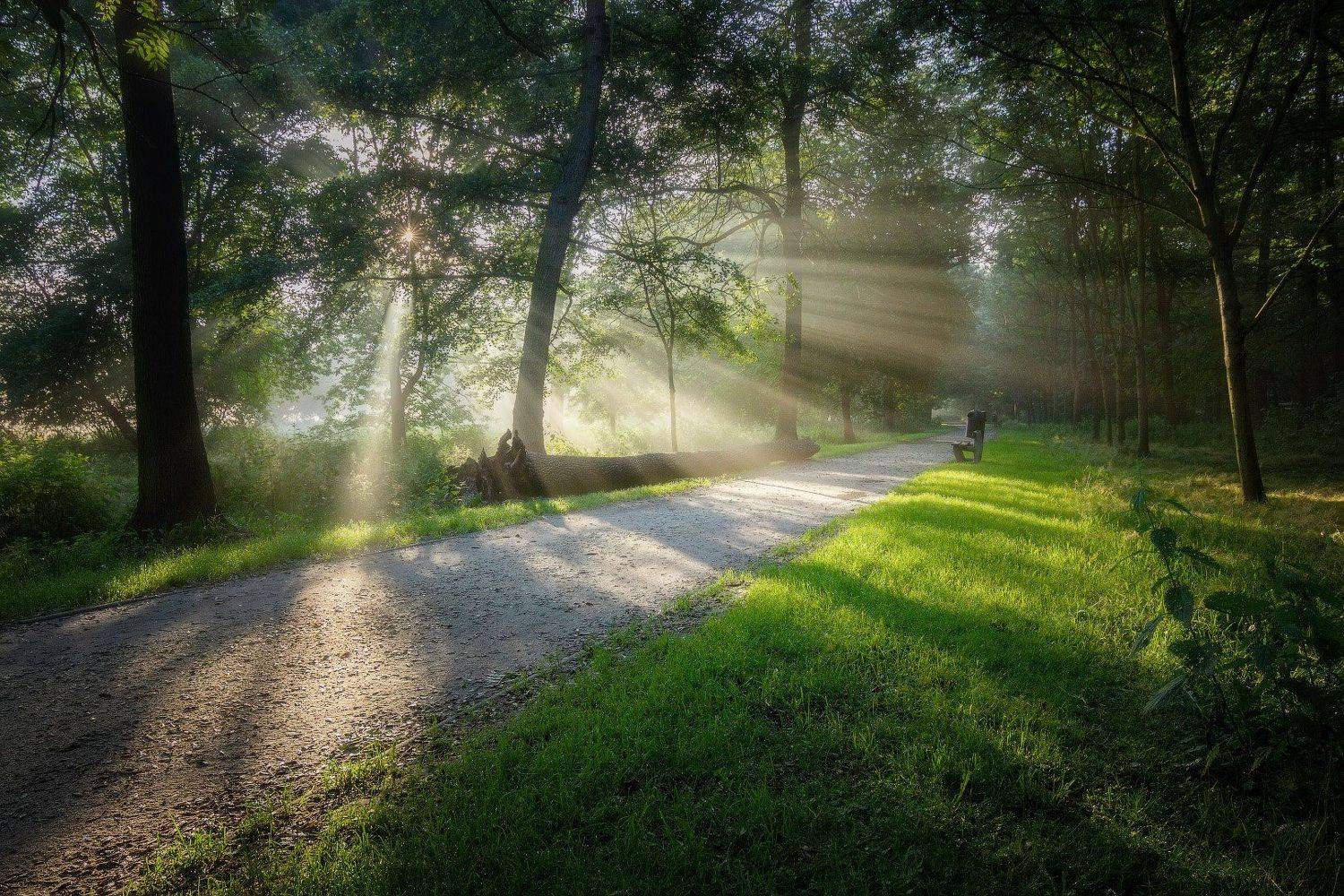 рассвет, туман, парк, dawn, fog, park, Виктор Тулбанов