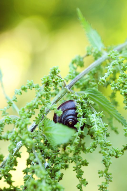 Nature фото превью