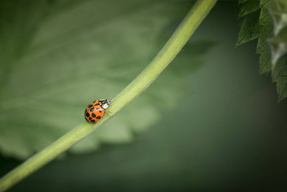 макро, божья коровка, ladybug, macro, Марина Хилько
