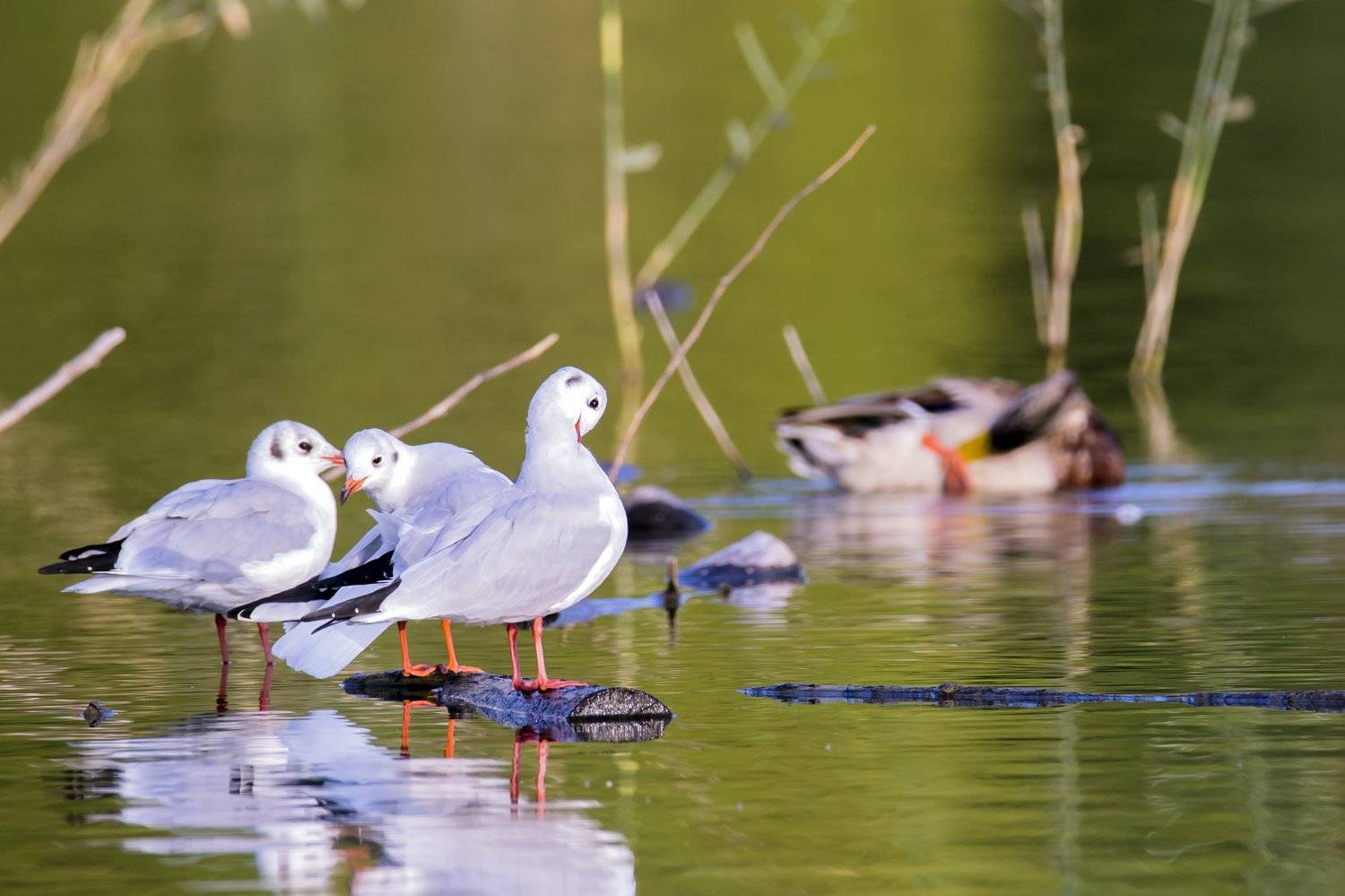 , Александр Алексеев