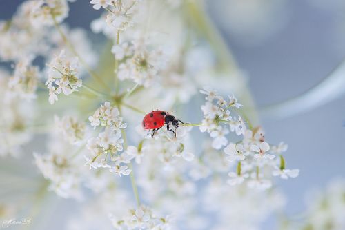 Божьей коровки пост (часть 2)