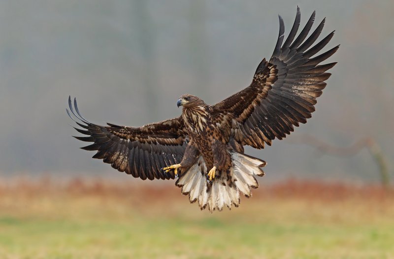 white-tailed eagle фото превью