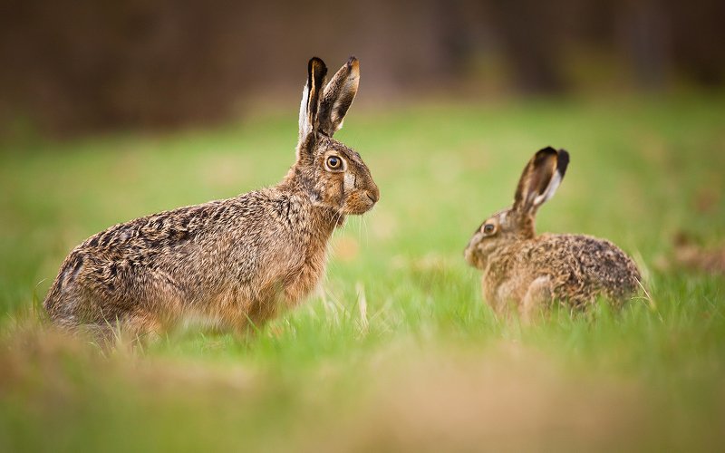 Hare фото превью
