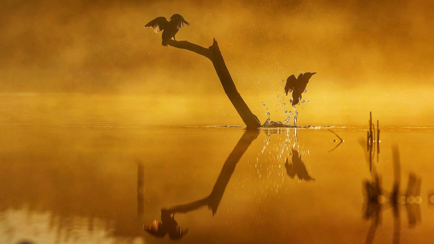 , Grzegorz macrofun Pazdyga