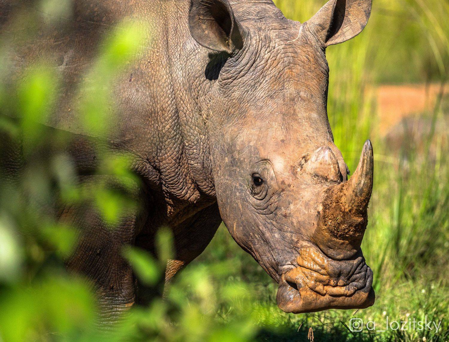 , Александр Лозицкий