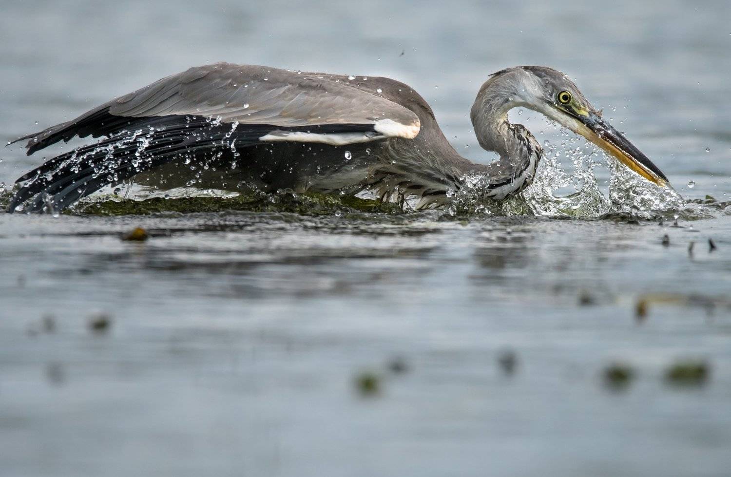 серая цапля, рыбалка, бросок, брызги, капли, вода, Москва река, птица в воде, Ardea cinerea, Ксения Соварцева