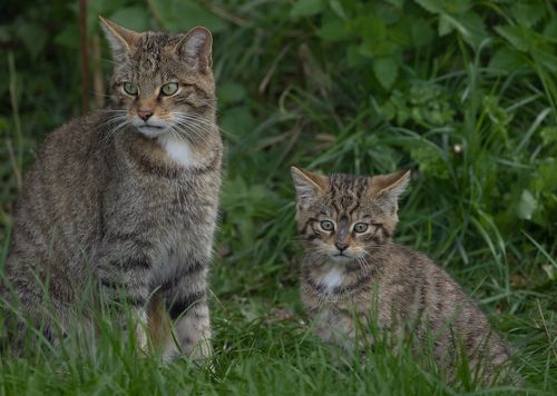Scottish Wildcat