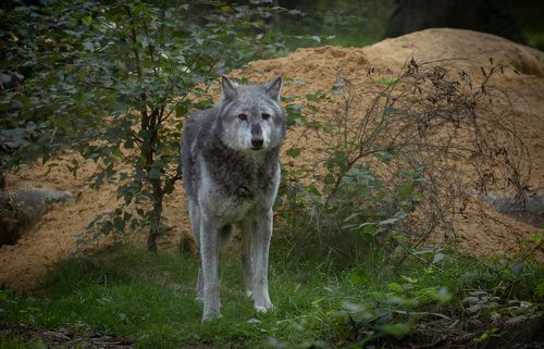 Grey Wolf