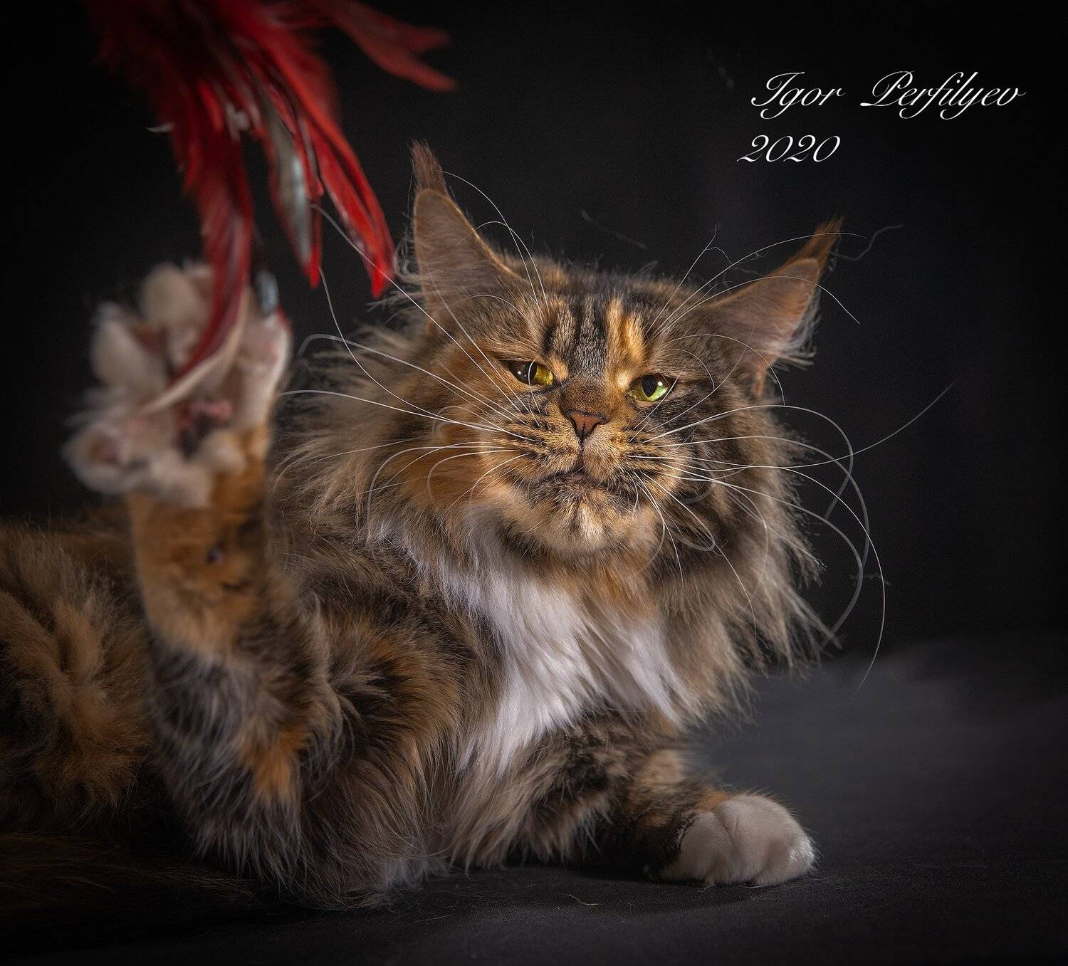 , игорь перфильев