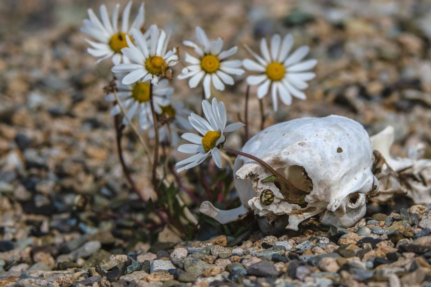 ромашка, Александр Маркелов